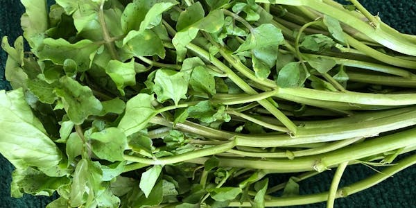 Photograph of a bunch of watercress, famous throughout Winchester not far from Roadchef Sutton Scotney.