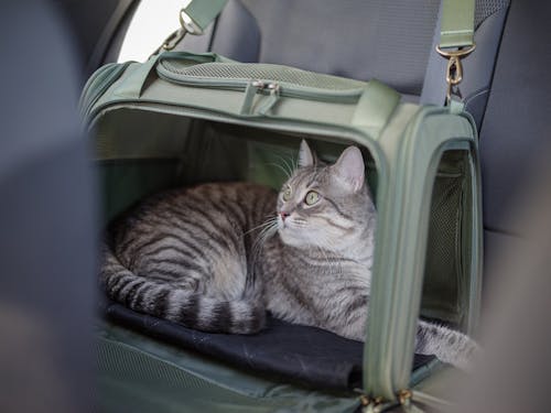 How to Travel in a Car with a Cat