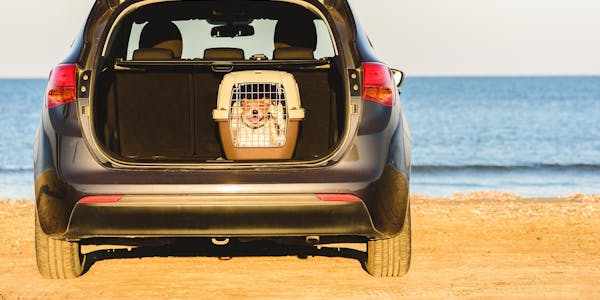 Dog in carrying crate in the open boot of a car, whilst car is parked on the beach