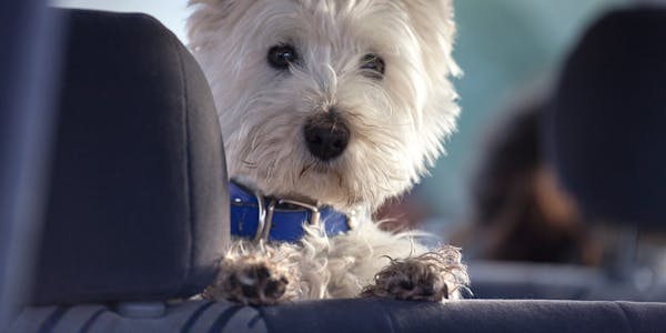 White West Highland Terrier looks over the rear car seats