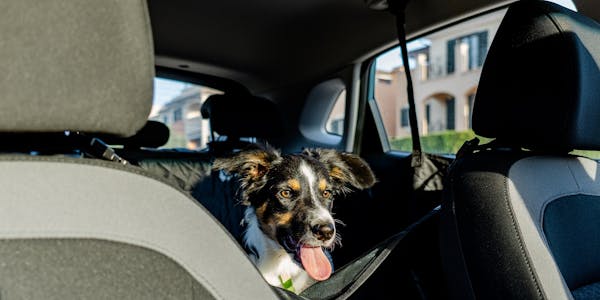 Dog seatbelted in back of car