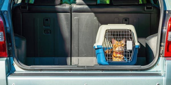 Orange Tabby Cat in Cat Carrier placed in the back of Citroen Picasso Car