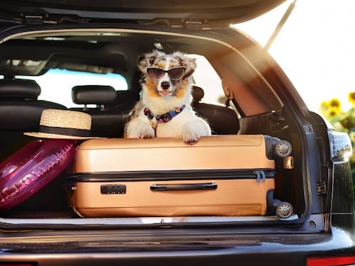 Travelling with Your Dog in Hot Weather: Road Trip Safety Tips