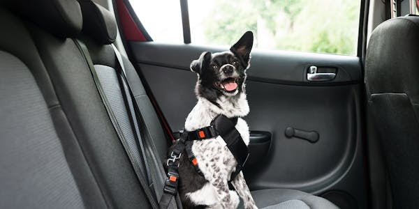 Black and White Collie Dog in Car with Seatbelt